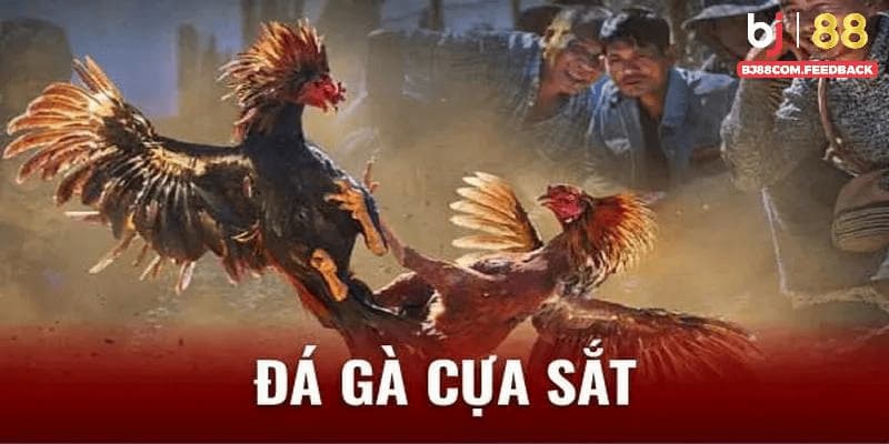 Đá gà cựa sắt là gì?