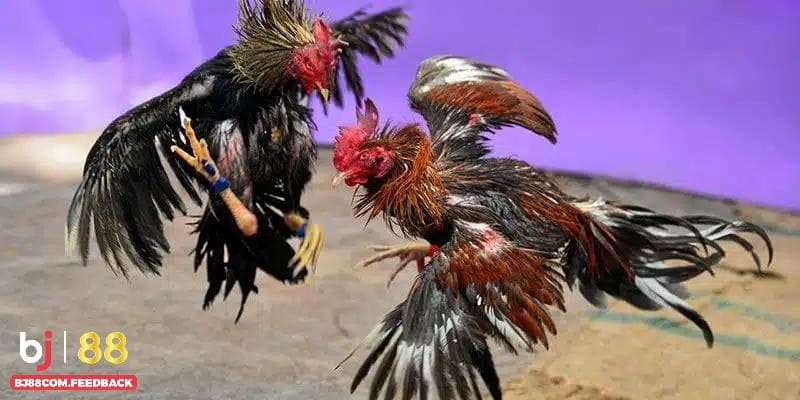 Nghiên cứu các chiến kê thi đấu