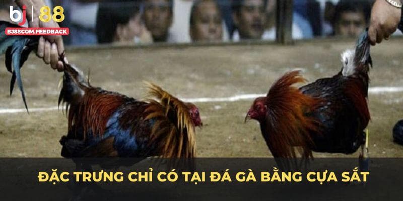 Làm thế nào để chinh phục đá gà cựa sắt tại nhà cái?