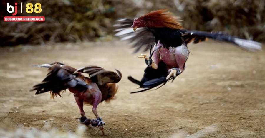 Những hình thức giải trí thú vị của đá gà online Bj88