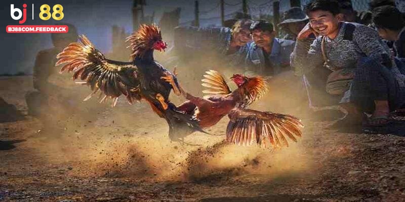 Sảnh cược đá gà đặc sắc, đình đám của Bj88