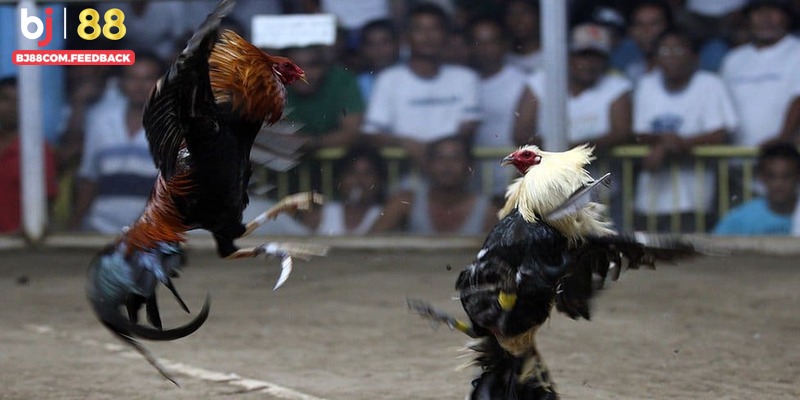 Điểm sáng vượt trội của chuyên mục Bj88 đá gà