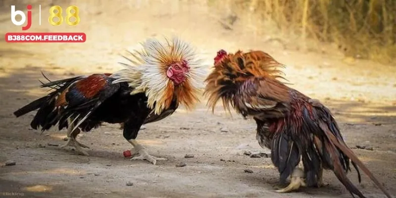 Chi tiết luật chơi đá gà Thomo tại BJ88