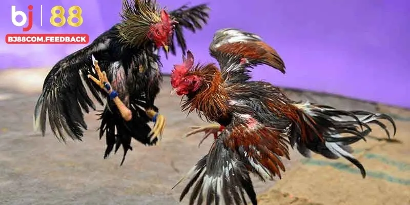 Mẹo đá gà Thomo dễ thắng, cược đâu trúng đó