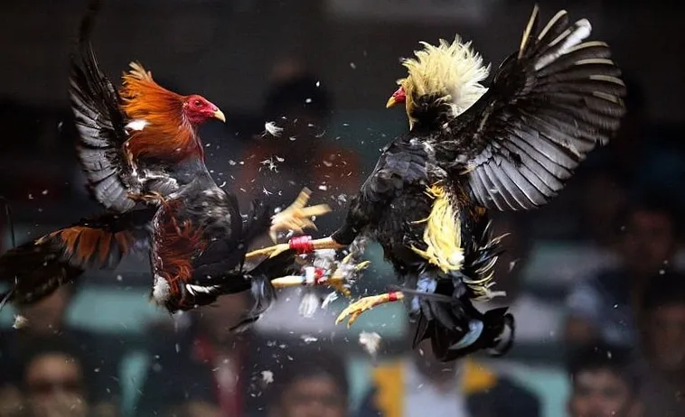 Cách Chơi Đá Gà Sabong Tại BJ88 Hiệu Quả Cho Người Mới 2025 Cách Chơi Đá Gà Sabong Tại BJ88 Hiệu Quả Cho Người Mới 2025