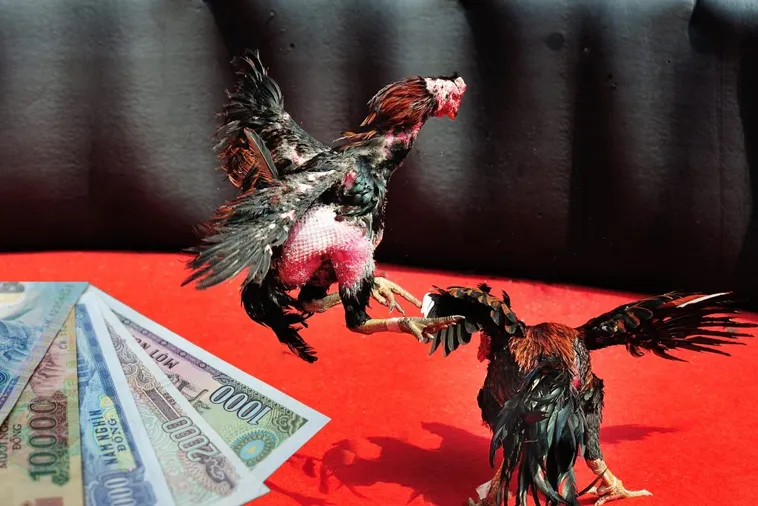 Cách Chơi Đá Gà Sabong Tại BJ88 Hiệu Quả Cho Người Mới 2025